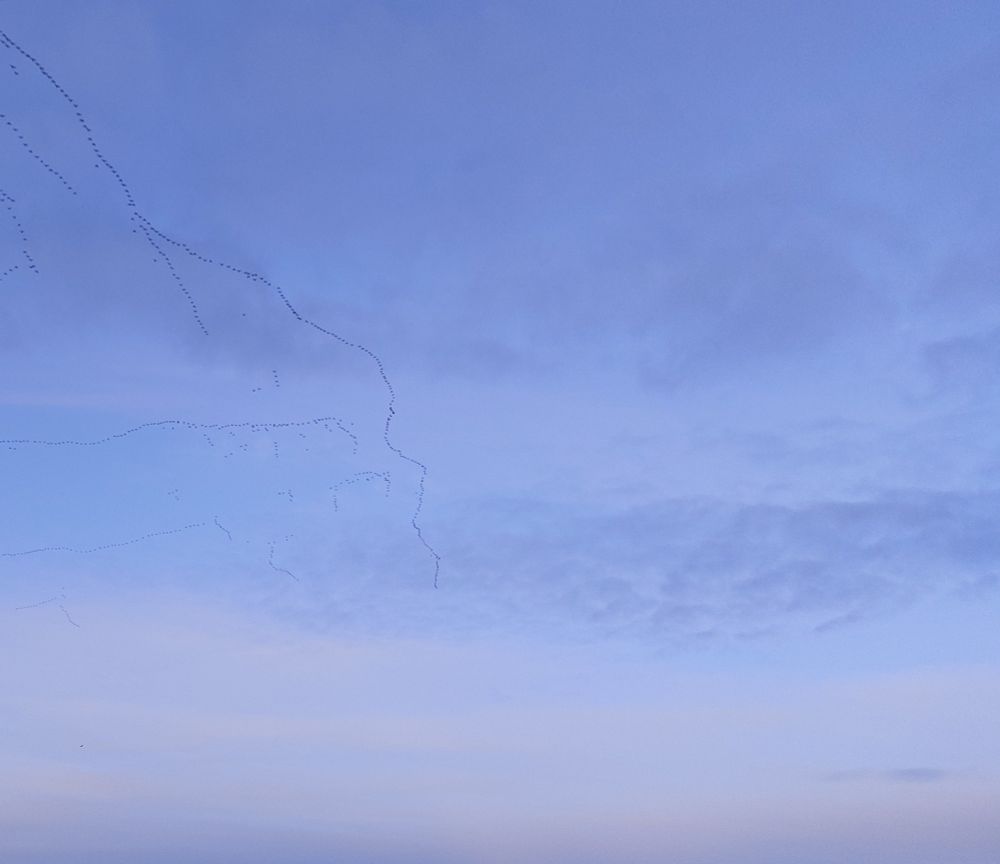Blue sky except for long trails of geese flying south, in formation.