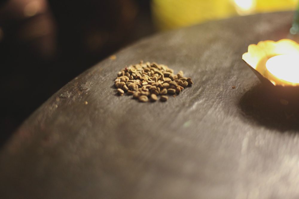 取れた種を　大切そうに集めてある。保存袋に詳細を書いてどこかに　大切にしまった様子だ。