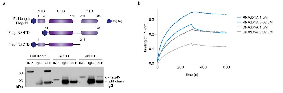Binding of HIV integrase to R-loops