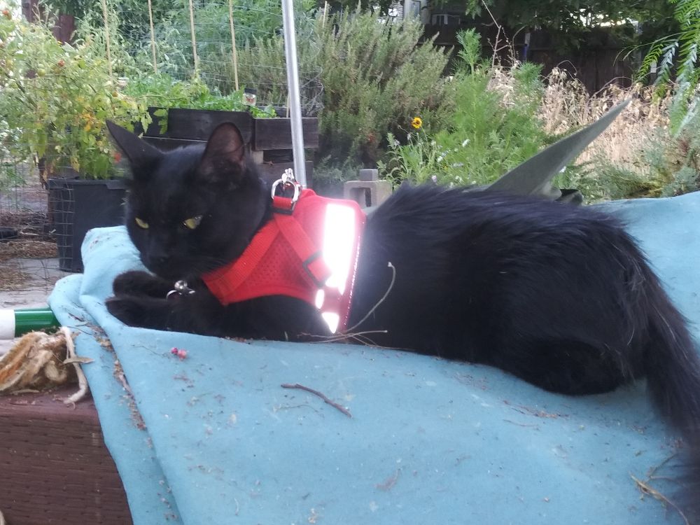 Wispy, a long-haired black cat is wearing a red harness with a reflective stripe and connected to a leash.  He looks a little annoyed.
