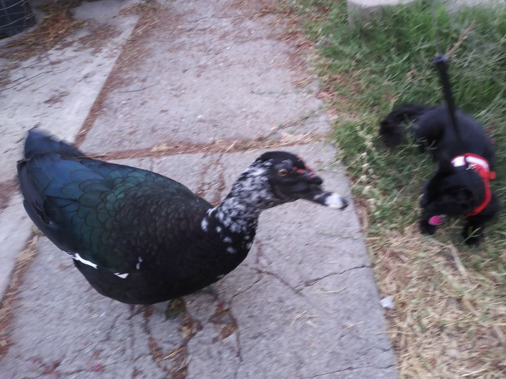Wispy, a long-haired black cat is wearing a red harness with a reflective stripe and connected to a leash while Spot, a black Muscovy duck gives him some serious side eye.