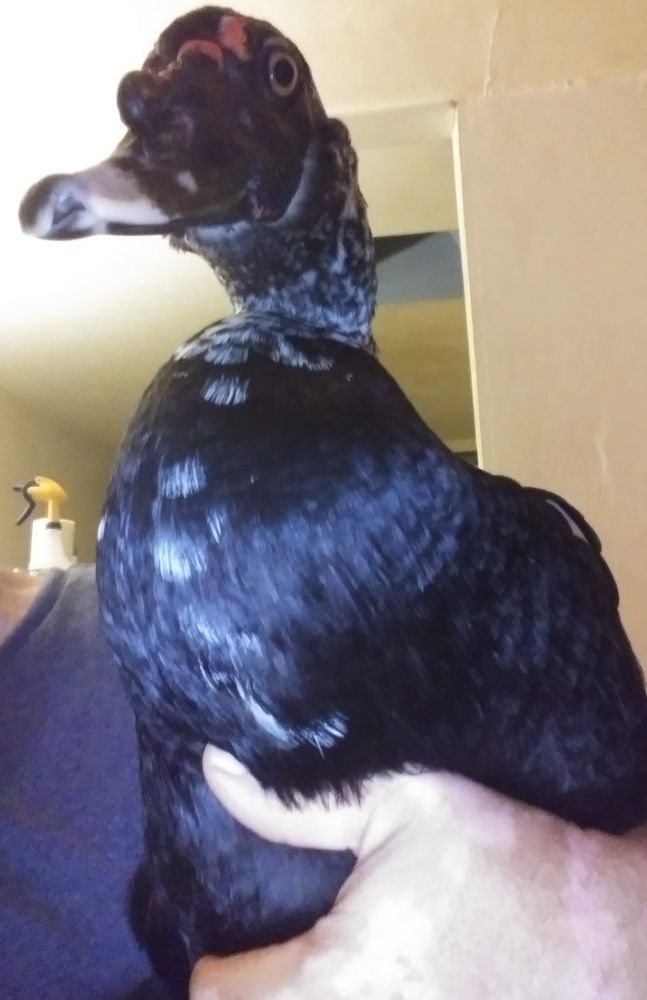 Spot, a black Muscovy duck, Saturday vibing.