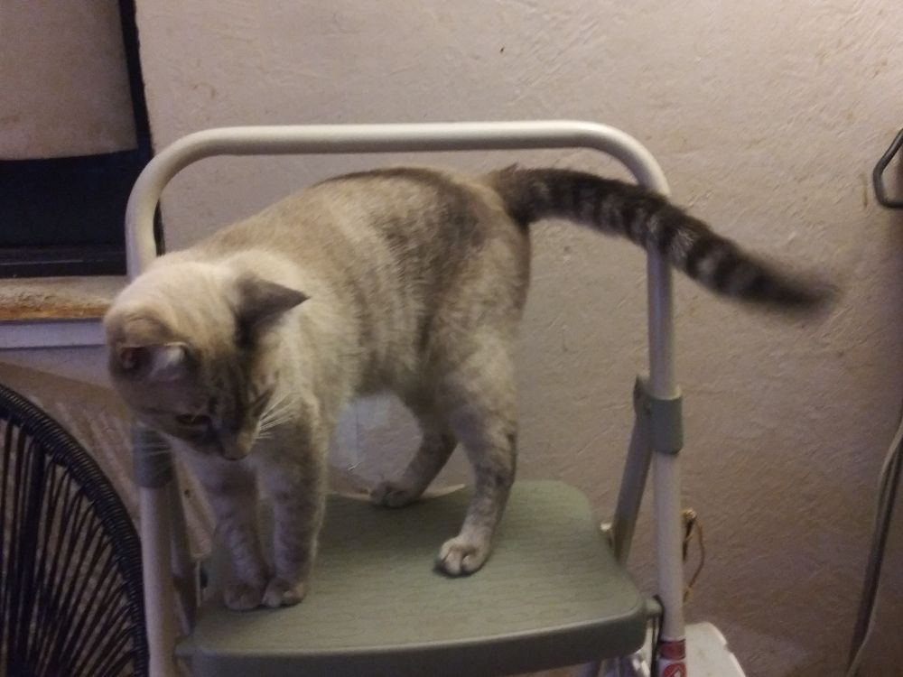 Bao Bao, a tan/grey sealpoint cat with stunning looks and a long striped tail, standing on the top step of a step ladder.