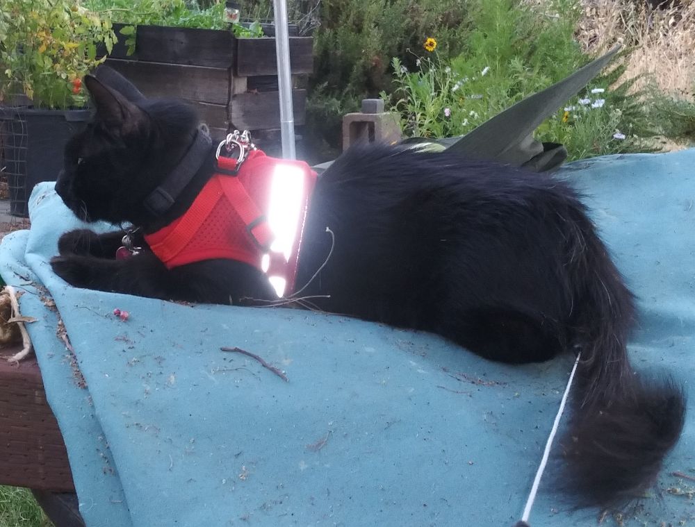 Wispy, a long-haired black cat is wearing a red harness with a reflective stripe and connected to a leash.