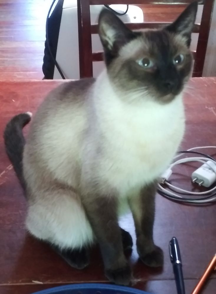 Lucy, a one and half year old Thai cat with a white tip on the end of her tail, asking me to play catch the laser pointer.