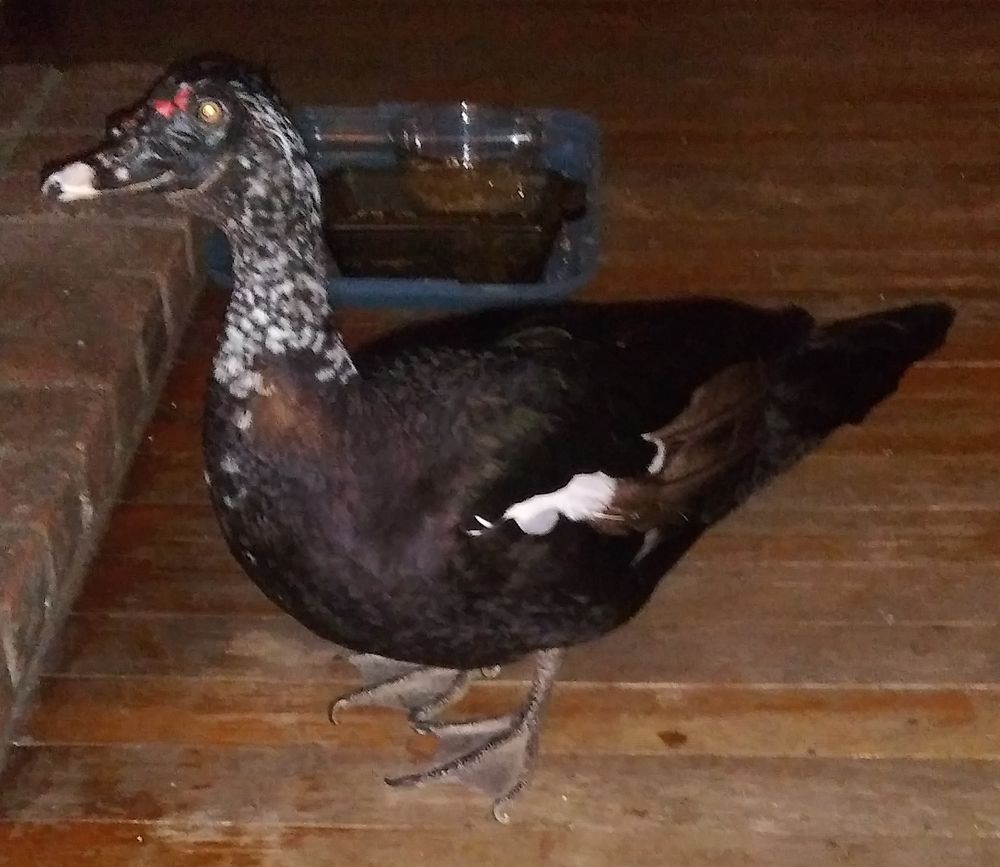 Spot, a black Muscovy duck, stands in front of his food & water dish, contemplating something I think.
