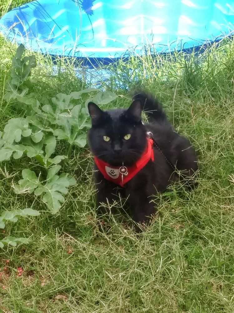 Wispy, a long-haired black cat wearing a red and white harness, standing in the grass and looking toward the camera.