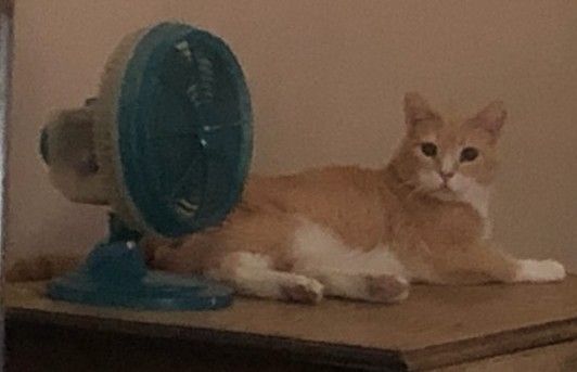 Harold, a light orange and white cat, is on a table and looking intensely toward the camera in anticipation of getting treats