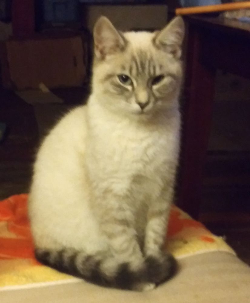 Bao Bao, a tan and grey striped kitten, sitting with his tail wrapped around his front feet.