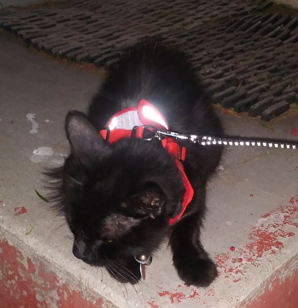 Wispy, a black cat, with a red harness and leash, not particularly happy about it 