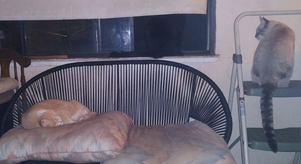 wispy the black cat is in the window but he's so dark he blends in with the screen, while Bao Bao is on the step stool with his super long striped tail and Harold is curled up on the cushion oblivious 