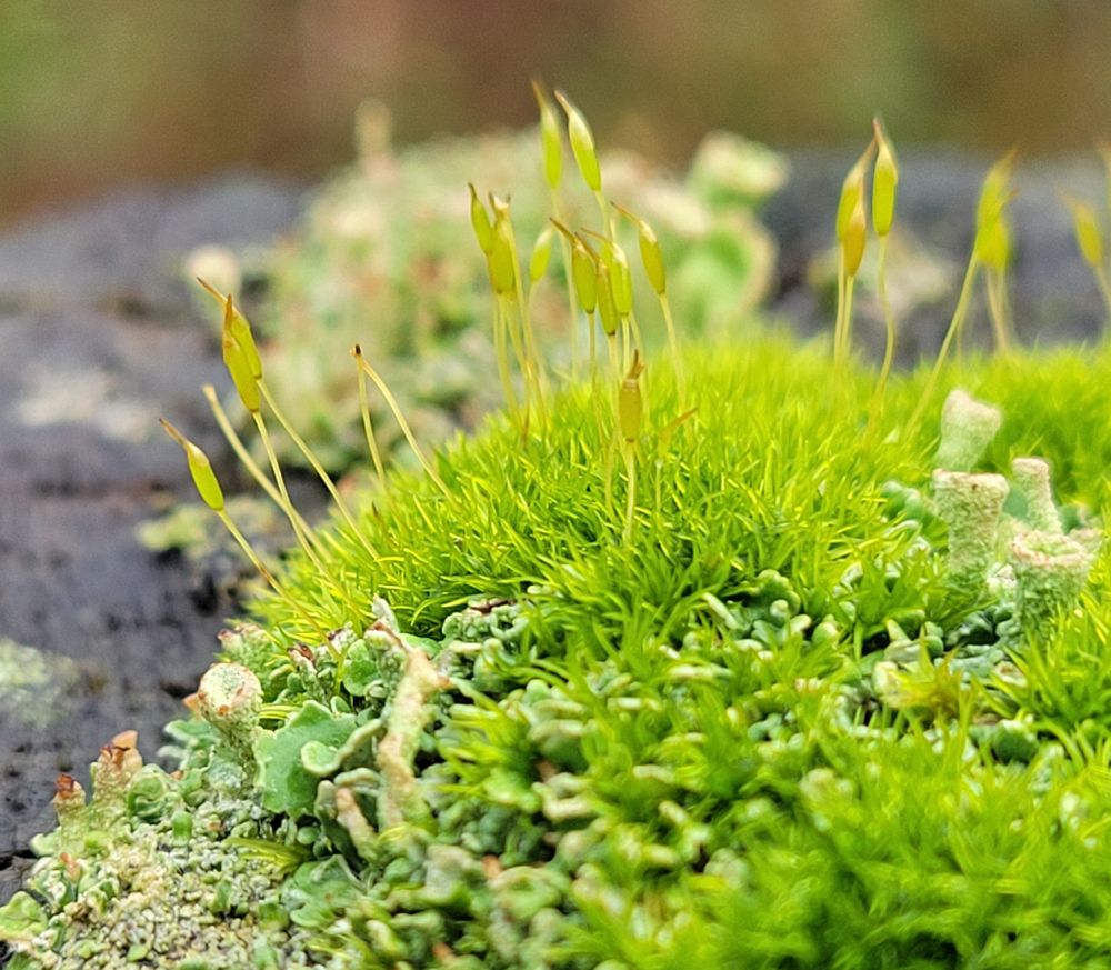 A hump of light green moss sports slender green rods culminating in luminous green reproductive escape pods. A few cladonia towers lurk where focus is marginal at the right, partially hidden by moss. 
Below and left, a wedge of mini-cladonia have partially reddened and have a splendid adult with small turrets lording above them. 

Wet dark wood blurrily fills much of the background, with a second set of mostly cladonia back-stopping the escape pods in a similarly soft focus. 