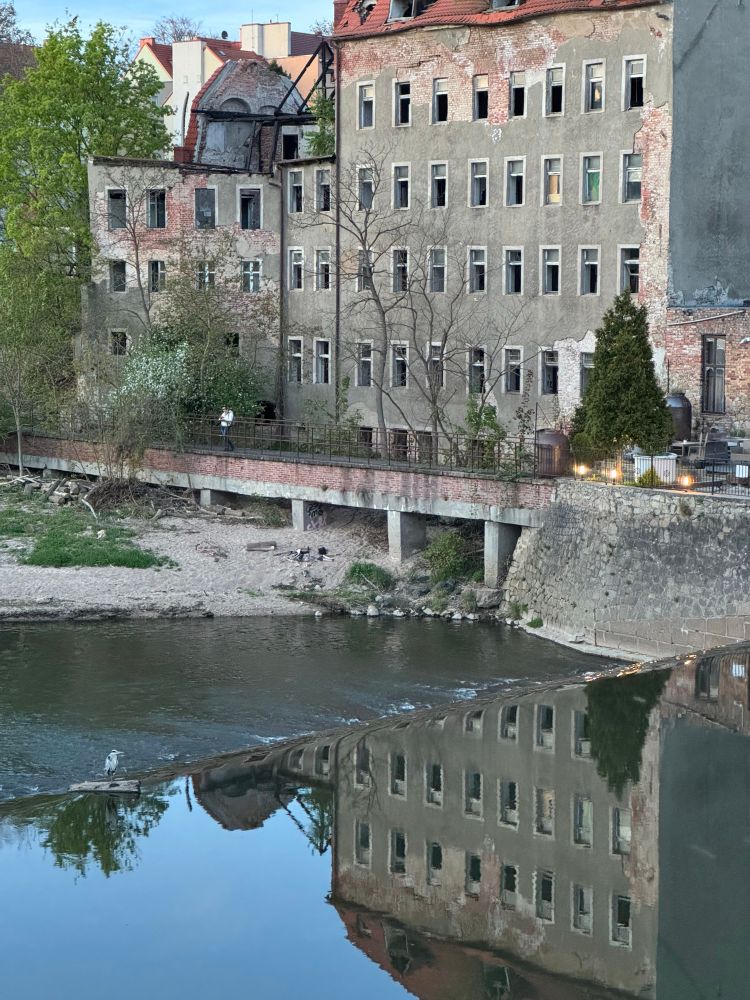 A photo of a heron standing on the Neisse.