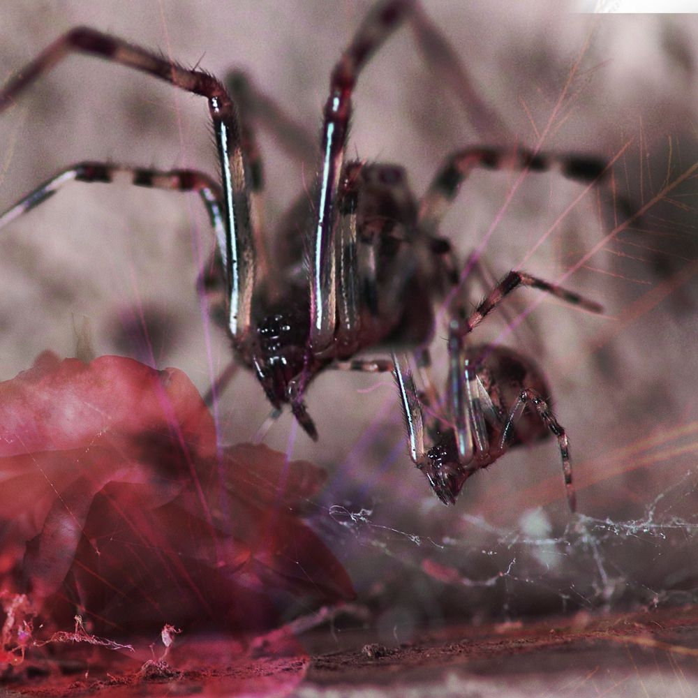 Art spider macro photography by dreadful jonquil 2018. Images of a red roses ,spider webs and a cellar spider are layered to create a a dream like resulting close up art macro photography image.
