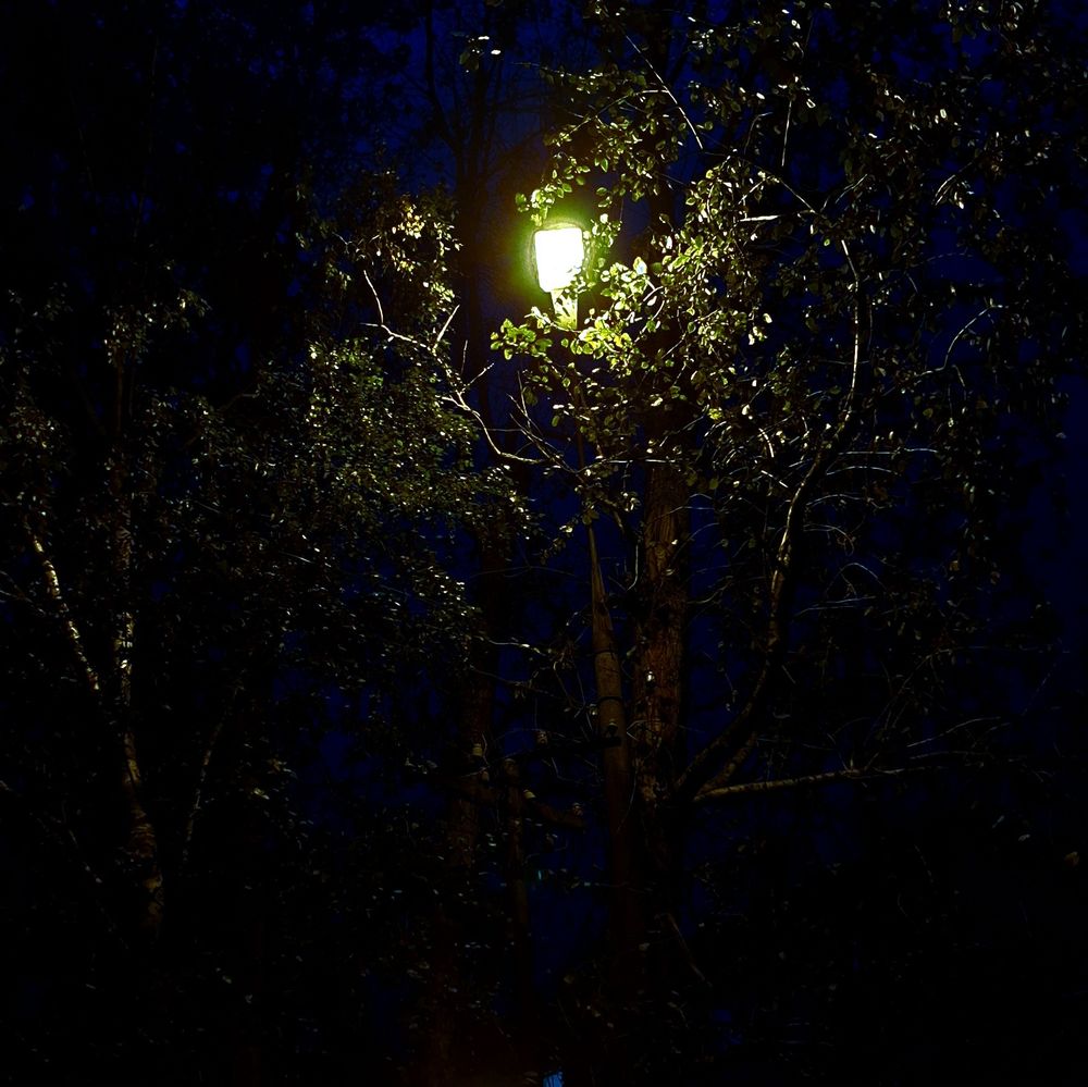 фото веток деревьев ночью, освещает фонарь