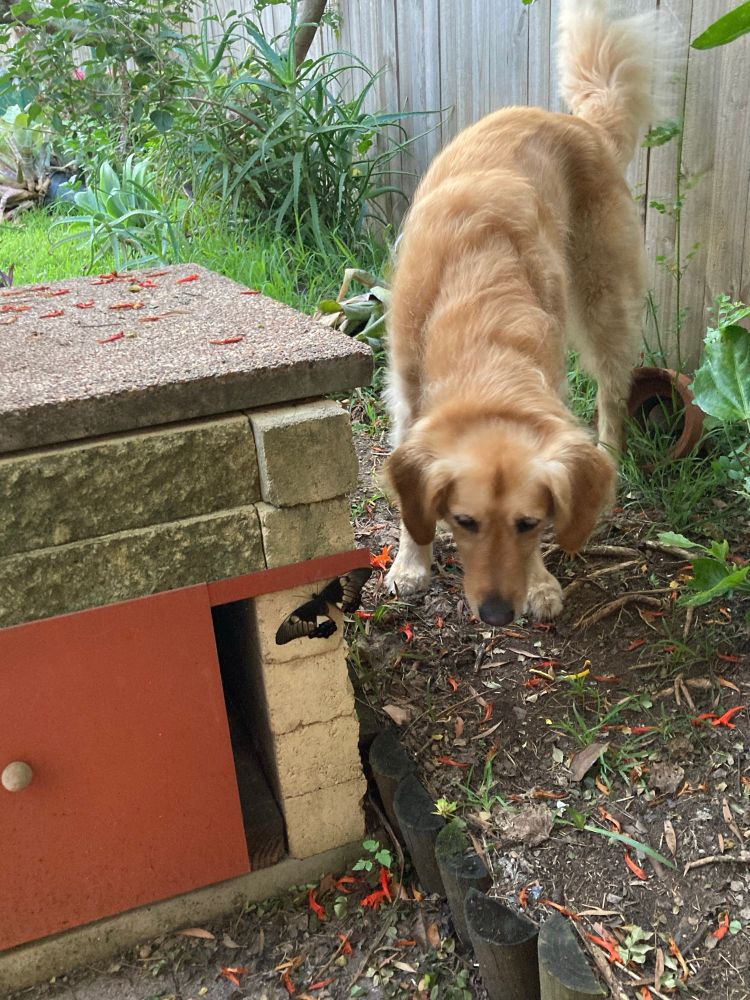 Mabel meets a butterfly 