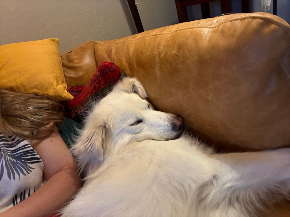 A large very fluffy white dog lying on a leather couch with her head weirdly crammed in. Part of my arm and messy long hair is visible 