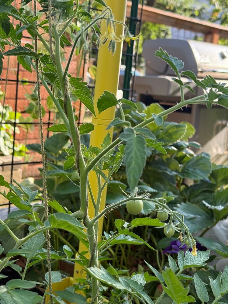 A cluster of round pale green tomatoes on a vine. They’re largest is marble sized. Some have a slightly pointy tip. Another vine with flowers and several pea sized tomatoes is visible above. 