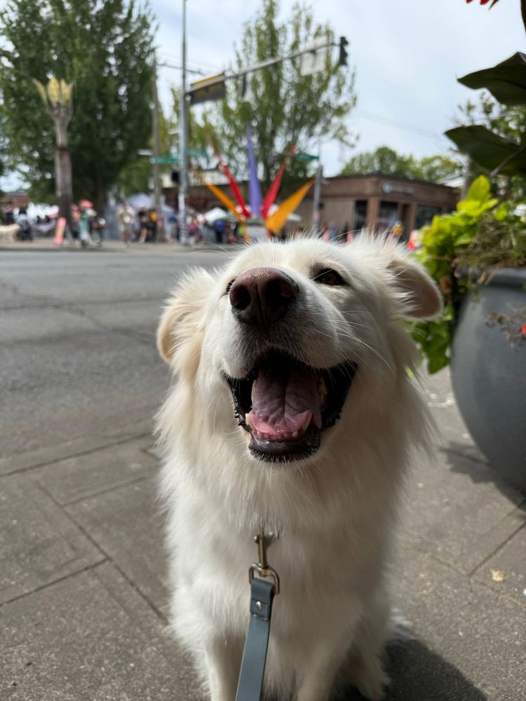 A large very fluffy white dog sitting smiling across an intersection in front of the entrance of a farmers market with a whole lot of people and large colorful triangular shaped flags 