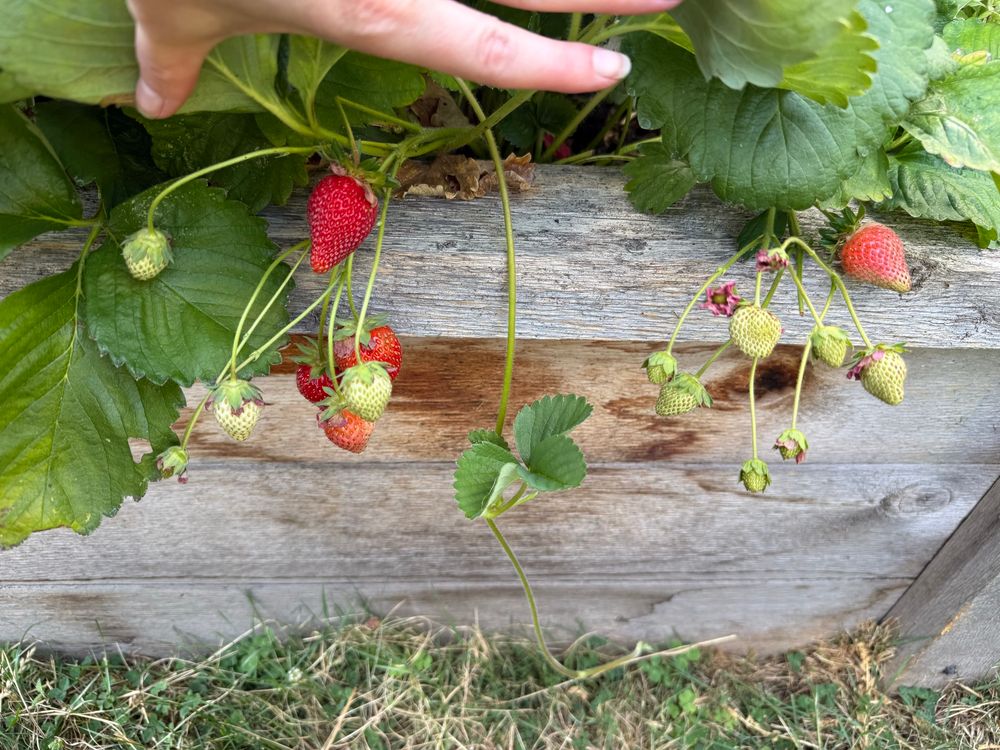 A view of strawberries in various states of ripeness from pale green to ruby red along with large deep green leaves against the backdrop of silvery aged cedar
