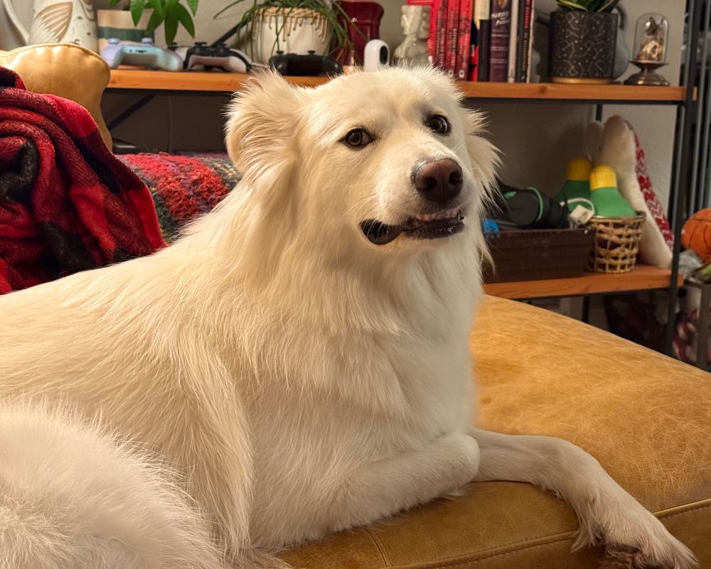 A large very fluffy white dog lying on a leather couch looking askance with her lips tucked into her teeth looking very uncomfortable or annoyed 