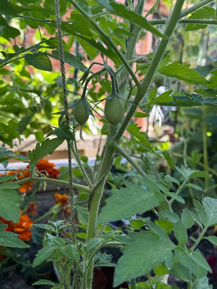 Two hanging pale green oblong tomatoes on the Marzinera plant. They’re maybe a half inch and inch long. 