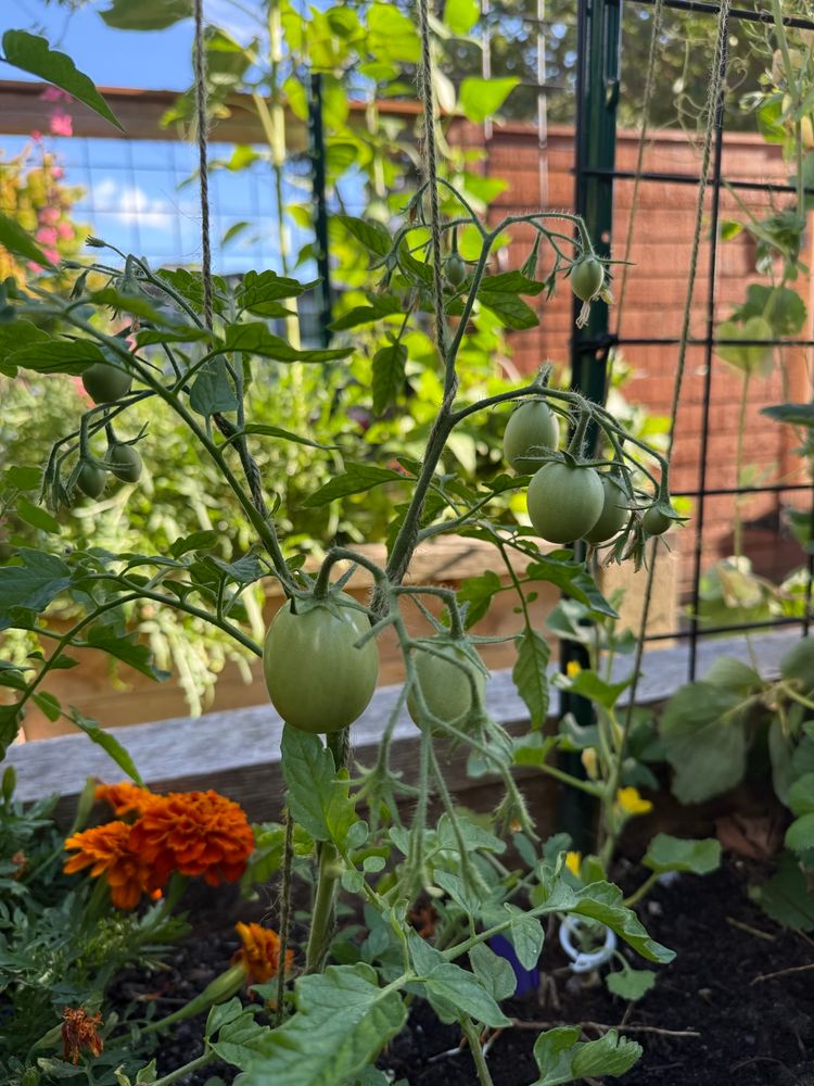 Several groups of oblong hanging plum tomatoes in clusters on the Beaverlodge plant. They’re largest largest one is about egg sized and is shiny, it might ripen soon. 