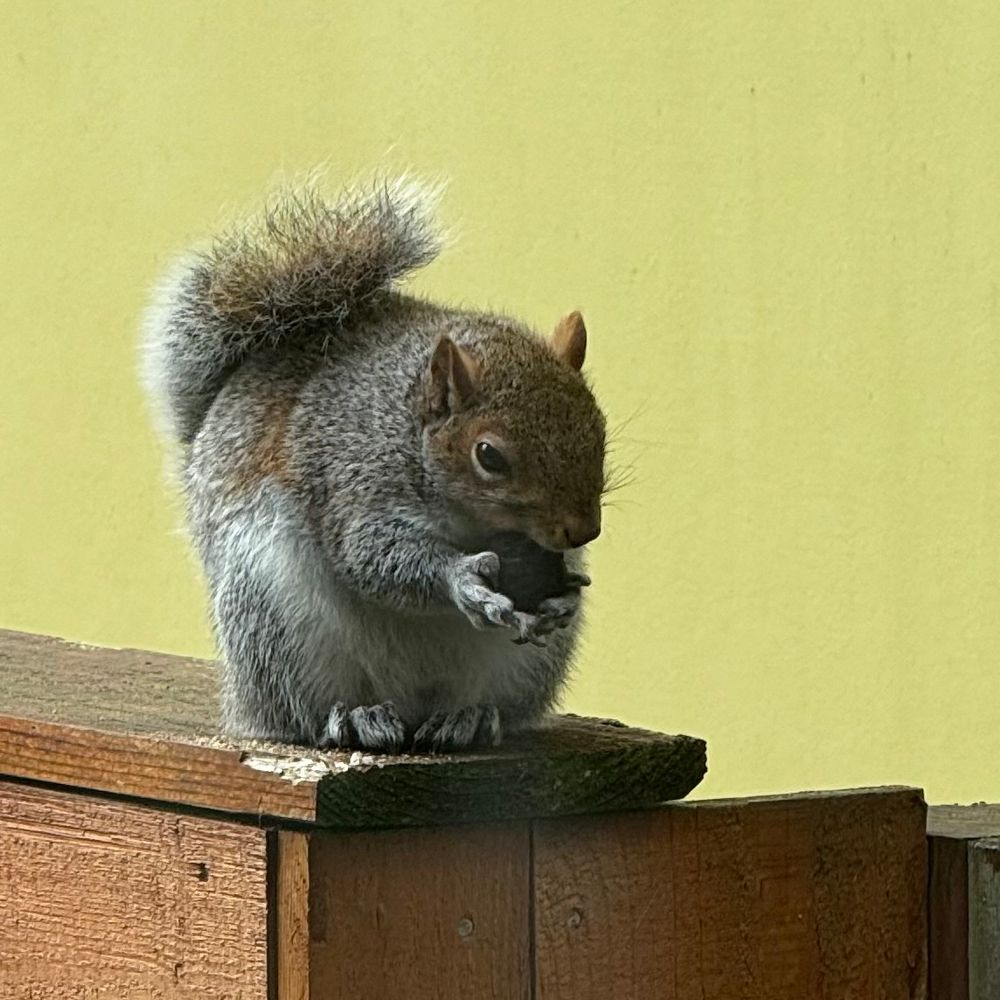 An extremely round gray squirrel hunched over a nut in its paws, nibbling on its exterior. The squirrel’s tail is draped over its back, but looks small and sad because the squirrel is so big in comparison 