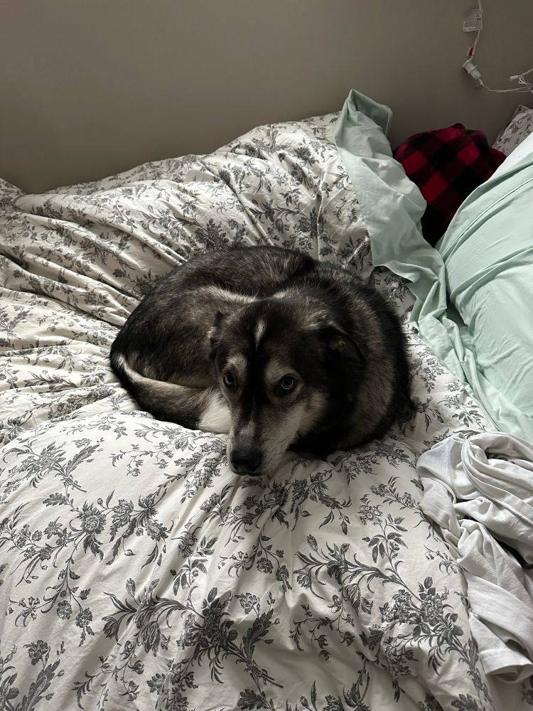 A grey & white Alaskan malamute mix lies curled up, looking at the camera, on a queen sized bed with a white & grey duvet and pale blue sheets