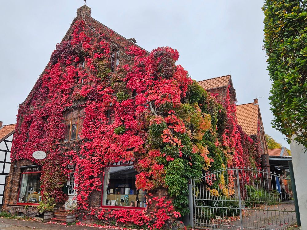 Ein mit rotem Weinlaub bewachsenes Haus, zufällig auch ein Weinlanden