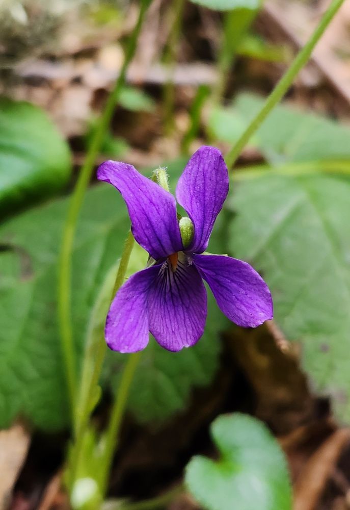 Closeup of an unknown wildflower