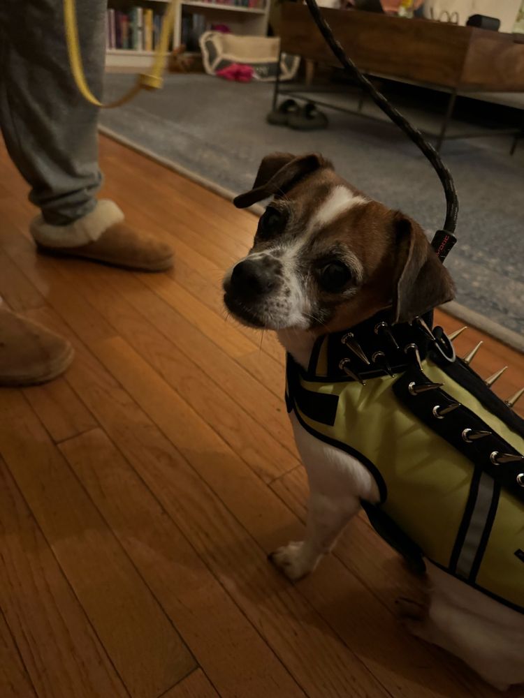 Lemon, a chihuahua mix, in a coyote vest covered in spikes 