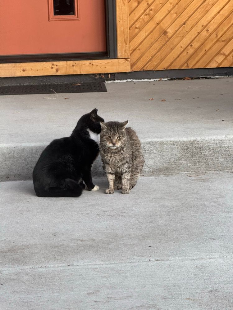 A black tuxedo cat and a gray tabby in someone’s front walkway cuddling 