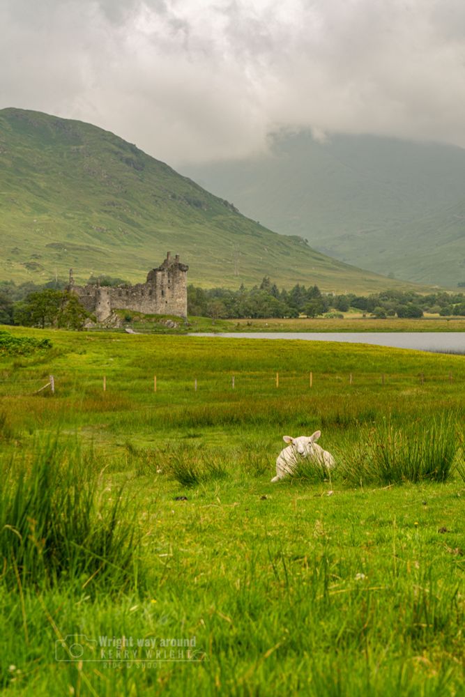 A peaceful rural scene in the Scottish Highlands, showing a white lamb resting in tall grass with its mother nearby. In the distance stands the ruins of Kilchurn Castle beside Loch Awe, backed by misty green hills. Kilchurn Castle, built in the mid-15th century by the Campbells of Glenorchy, once served as both a fortress and a noble residence. It is one of Scotland’s most iconic and photographed castles, known for its dramatic location and medieval architecture.