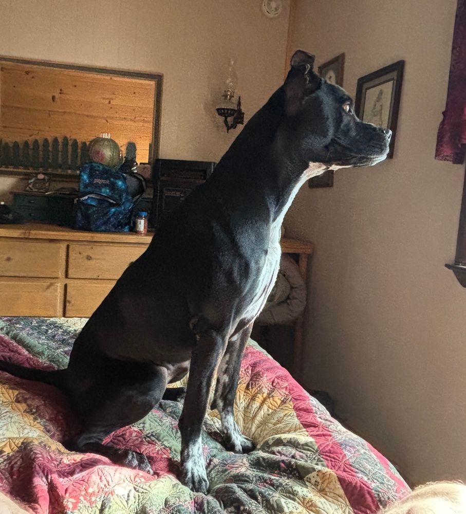 Medium sized black dog. 