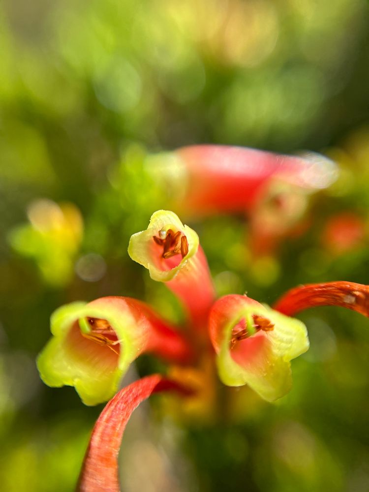 Inside the bell of an Erica spp.