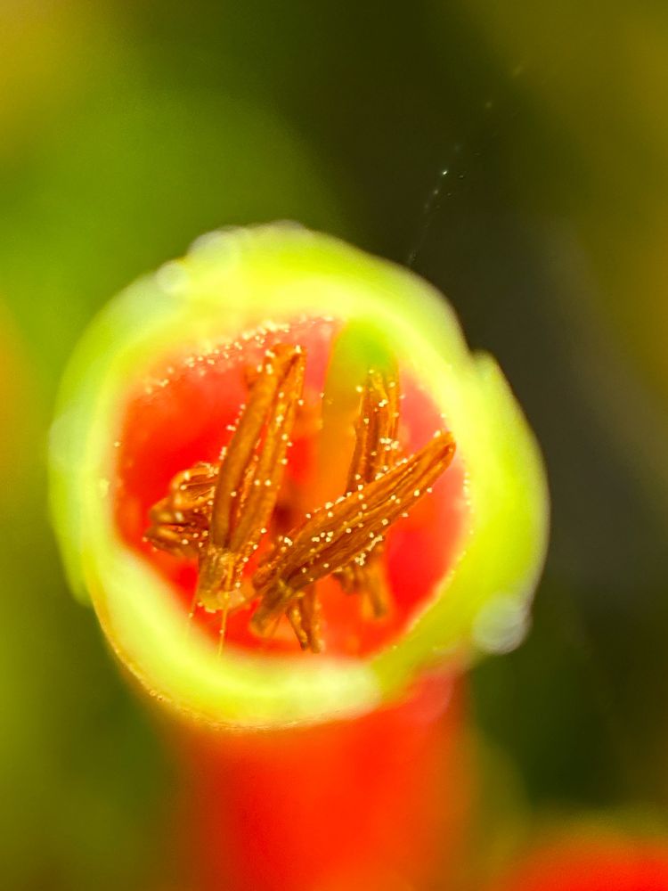 Close up Inside the bell of an Erica spp.