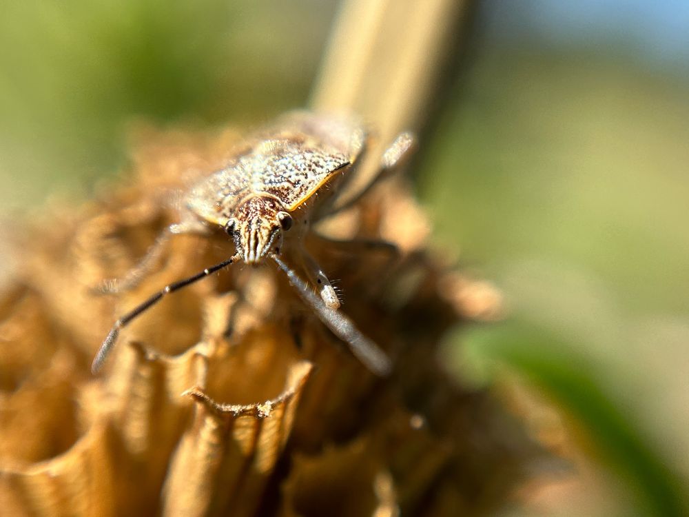 Little stink-bug friend posing for a photo.