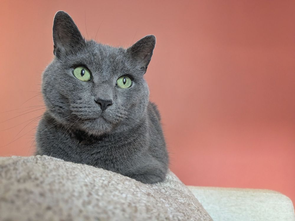 A grey cat with striking green eyes, lying on a sofa in front of a coral coloured wall