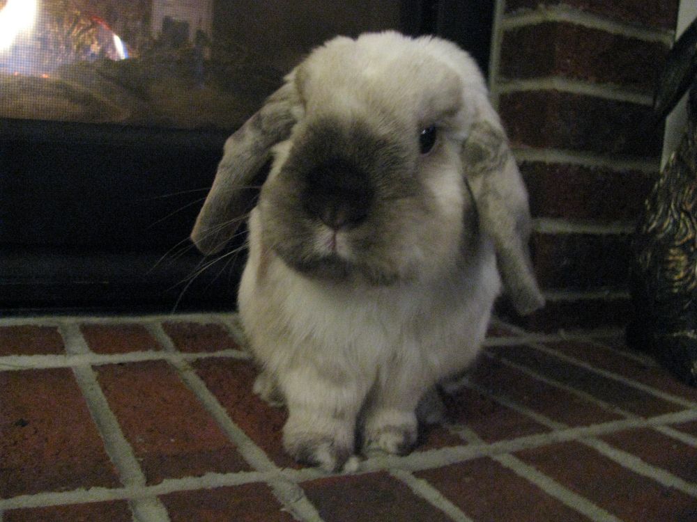 An elderly holland lop with silver lips and a chocolate nose. It's not disapproval so much as exasperation.