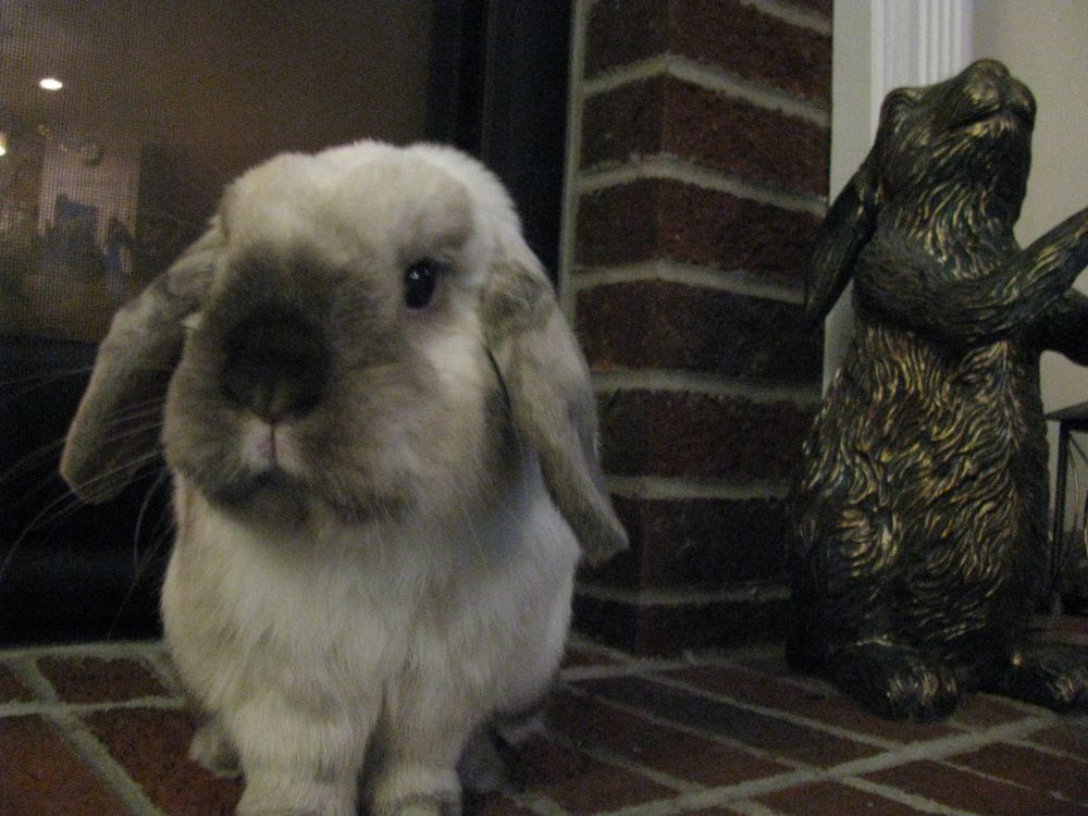A sweet dark-nosed lop eared bunny who only wants love. 