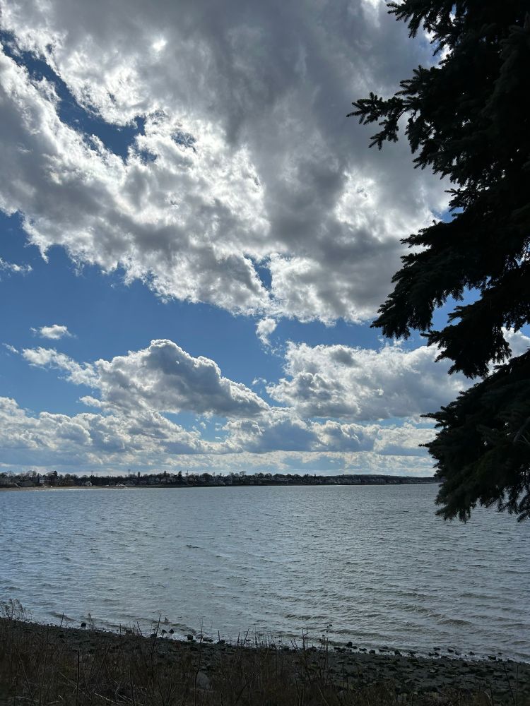 Landscape of blue sky with clouds and blue sea with ripples, juxtaposed with leafy dark branches of a tree.