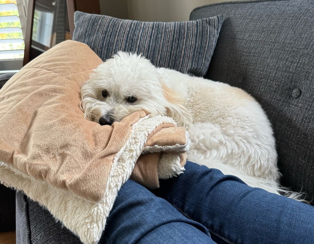 The picture shows the legs of a person reclining on a couch. The person is wearing jeans. A tan and white fuzzy blanket is folded over the person’s feet. A fluffy white dog is curled up on the blanket with its head placed over the person’s ankles.