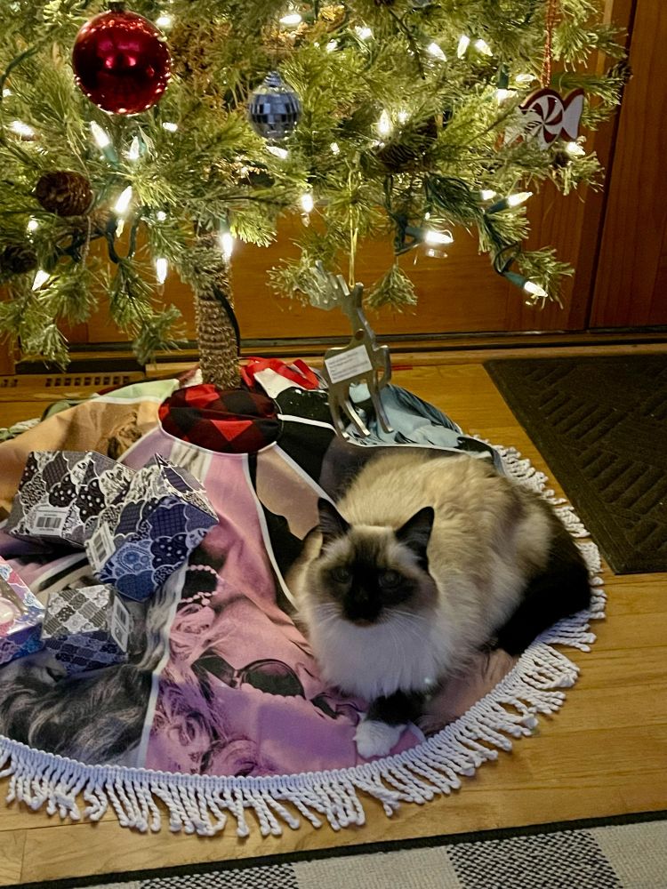 A beautiful and petite seal-point Birman cat lays under a Taylor Swift themed Christmas tree. The tree is lit with white lights and has a tree skirt adorned with a headshot of each Taylor Swift Era and is encircled with a white fringe. The cat has chosen to lay on her favorite era, Evermore, which also happens to be the album bearing a song named after her, Willow. 