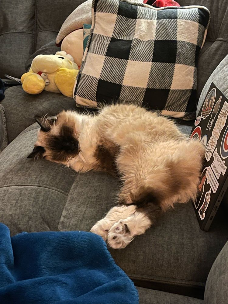 A sweet seal point Birman cat lays on a grey couch and is sleeping in the cutest way possible. Her back legs are stretched out to make the bottom line of a capital “L” while her upper body has her arms tucked underneath them to make the upper stroke of the capital “L.” There is a Chromebook covered in stickers next to her on the couch because her owner gave up trying to get work done when she wanted to cuddle.