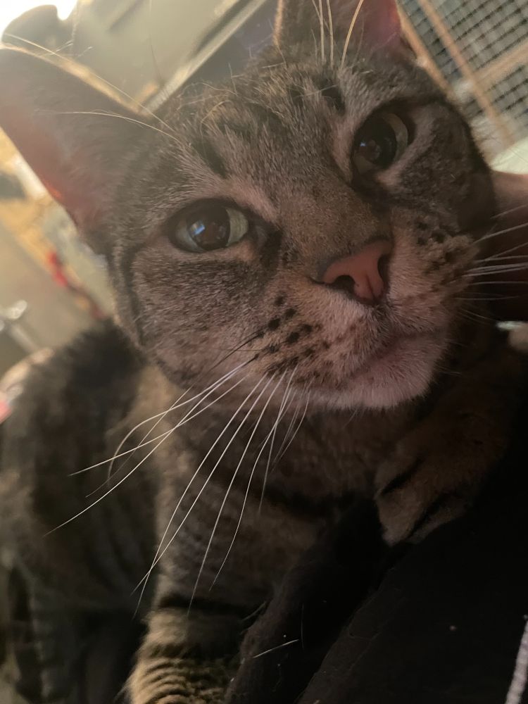An adorable tabby kitty with green eyes looking into the camera