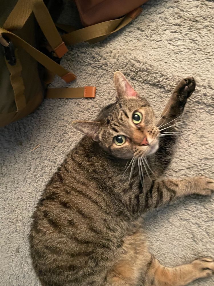 An adorable tabby cat with green eyes staring at the camera on top of a carpeted floor