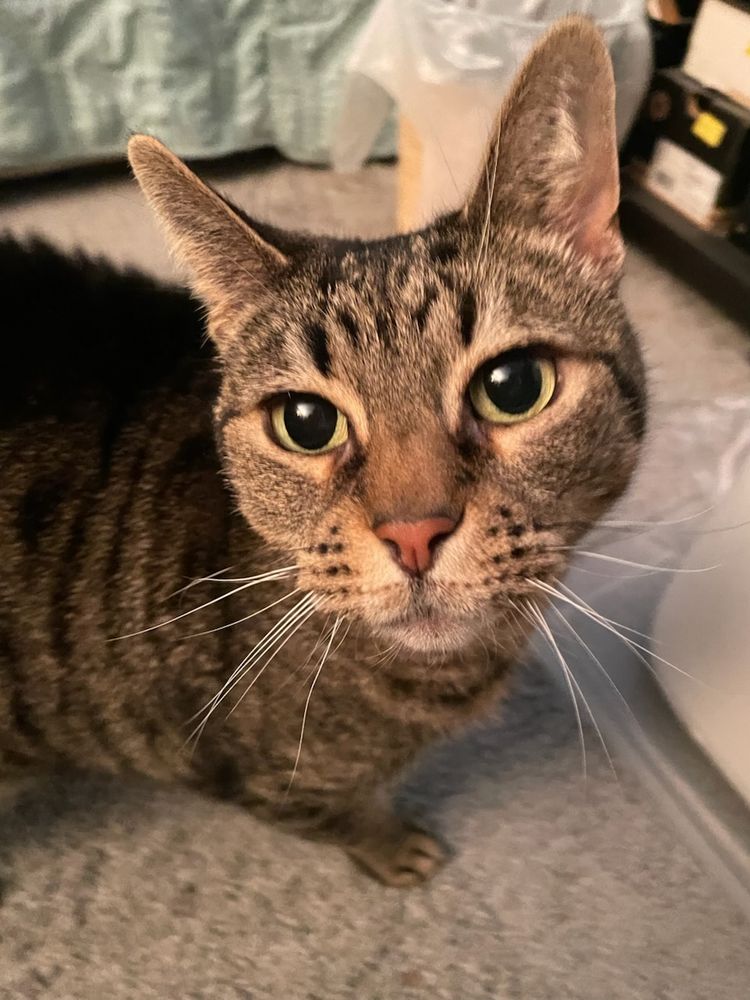 A slightly smarmy look from a beautiful tabby cat with green eyes and a pink nose.