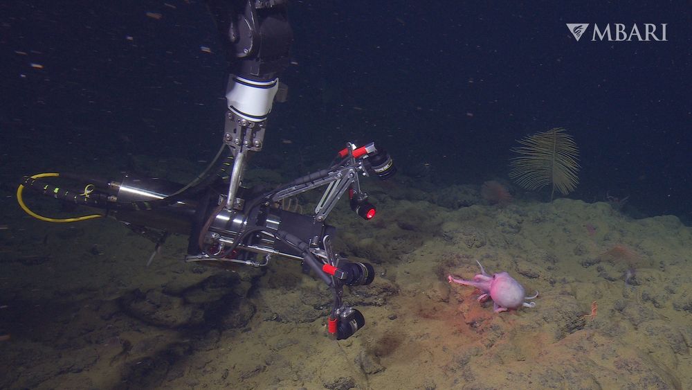 MBARI’s innovative EyeRIS camera system collects near real-time three-dimensional visual data about the structure and biomechanics of marine life. Filming deep-sea pearl octopus (Muusoctopus robustus) with this system has provided new insight into octopus locomotion that can contribute to the design of bioinspired robots in the future. Image credit: MBARI