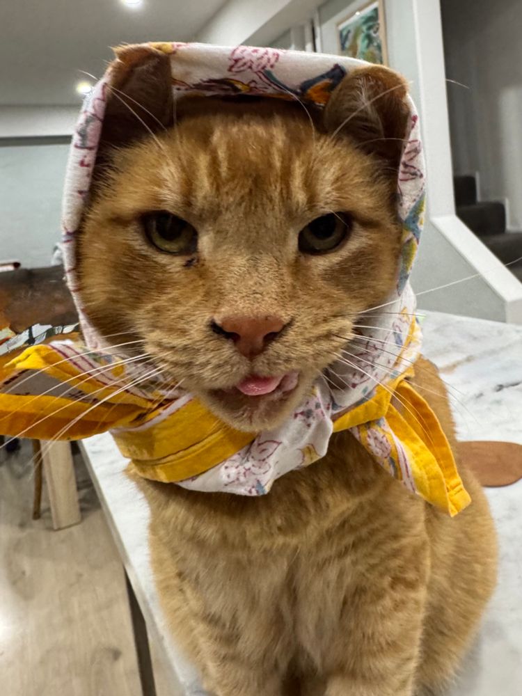 This is a close up picture of a ginger cat, it’s sitting on a bench top, and his tongue is poking out just a little. He’s wearing a yellow napkin around his head like a washer woman cat. He looks ridiculous. 